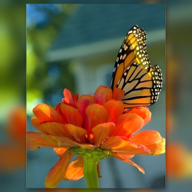 Zonmonarch diamant schilderen glinsterende steentjes oranje bloem