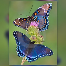 Coppia di farfalle blu su cardo diamond painting con strass brillanti