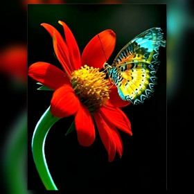 Finished diamond painting red flower butterfly shiny rhinestones