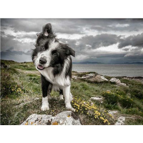 Diamantmalerei Border Collie, Freigeist Diamond Painting Hunde