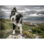 Border Collie, Spirito Libero Diamond Painting Cani