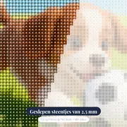 Speelse Puppy Met Voetbal Op Het Veld – close-up van de steentjes