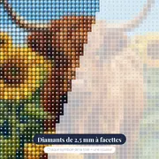 Vache Highland au milieu des tournesols d'été – gros plan des diamants