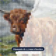 Vache des Highlands sous la pluie écossaise – gros plan des diamants