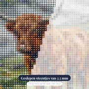 Schotse Hooglander in de Regen – close-up van de steentjes