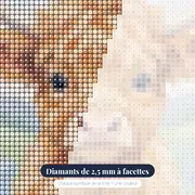 Veau Highland aux grands yeux doux – gros plan des diamants