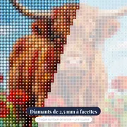 Vache Highland dans un champ de coquelicots – gros plan des diamants