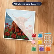 Hochlandrind im roten Mohnfeld unter Sommerhimmel – Set bereit zum Loslegen