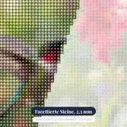 Kolibri im Schwirrflug am roten Kelch – Nahaufnahme der Steine