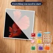 Blazing Fighting Fish – kit ready to start