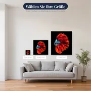 Roter und blauer Kampffisch – verfügbare Größen