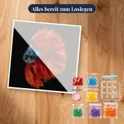 Roter und blauer Kampffisch – Set bereit zum Loslegen