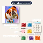 Braun-Weiße Bulldogge – Inhalt des Sets