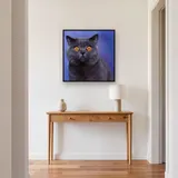 British Shorthair aux Yeux d'Ambre – Entrée