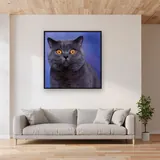 British Shorthair aux Yeux d'Ambre – mis en situation dans un salon