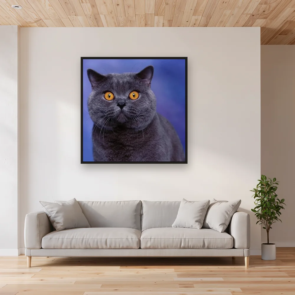 British Shorthair aux Yeux d'Ambre – Salon