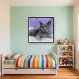 British Shorthair aux Yeux Ambre sur Fond Mauve – Enfant