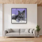 British Shorthair aux Yeux Ambre sur Fond Mauve – mis en situation dans un salon