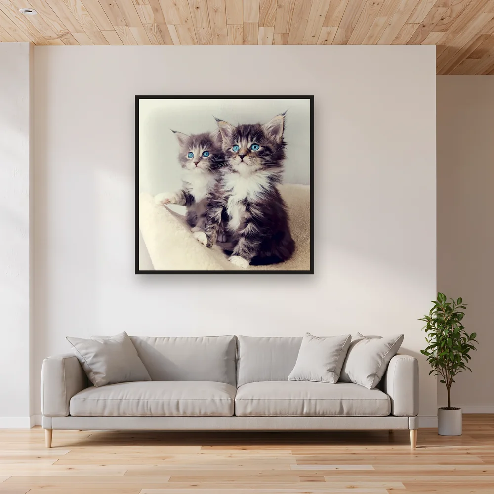 Duo de Chatons aux Yeux de Saphir – Salon