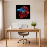 Blue and Red Fighting Fish – Office