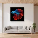 Blue and Red Fighting Fish – Living room