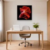Intense Red Fighting Fish – Office