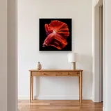 Intense Red Fighting Fish – Hallway