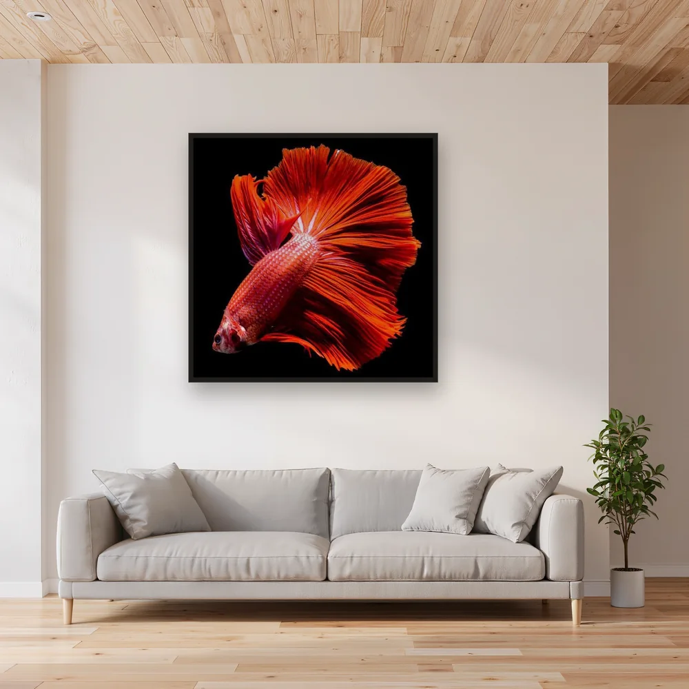 Intense Red Fighting Fish – Living room