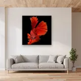Blazing Fighting Fish – Living room