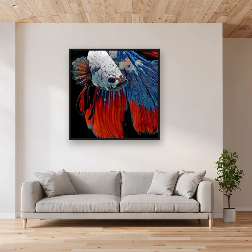 Tricolor Fighting Fish – Living room