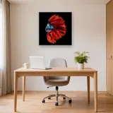 Pesce combattente rosso e blu – Studio