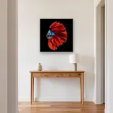 Pesce combattente rosso e blu – Ingresso