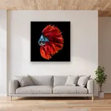Pesce combattente rosso e blu – Soggiorno
