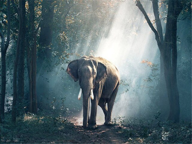 Aperçu du résultat final du diamond painting Éléphant dans la Forêt Enchantée.