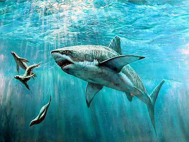 Aperçu du résultat final du diamond painting Mégalodon à la Chasse.