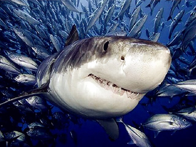 Aperçu du résultat final du diamond painting Grand Requin Blanc.