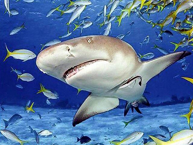 Aperçu du résultat final du diamond painting Requin et Banc de Poissons.