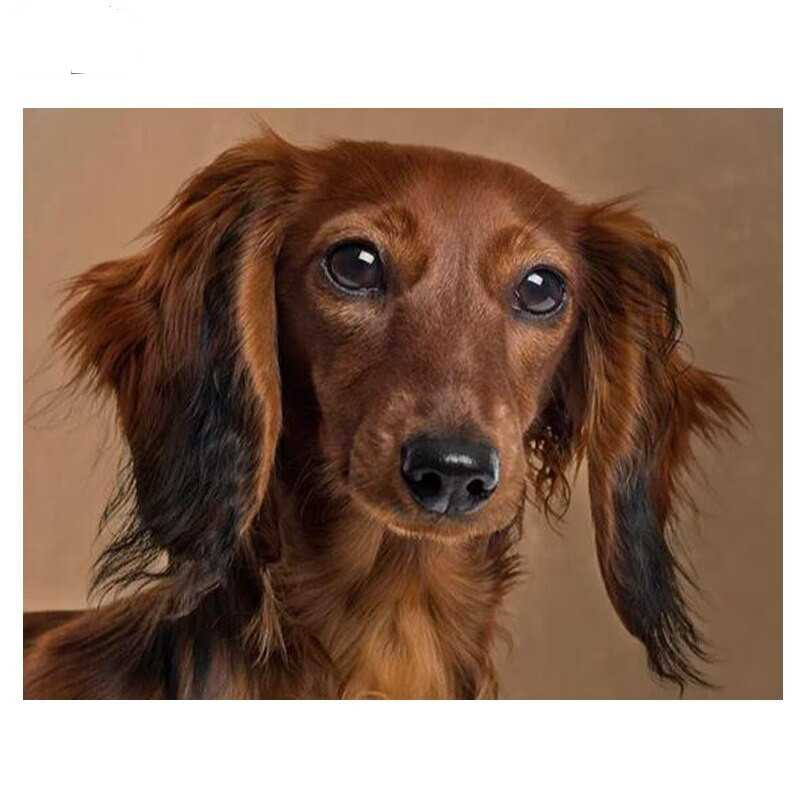 Aperçu du résultat final du diamond painting Chiots Teckel.
