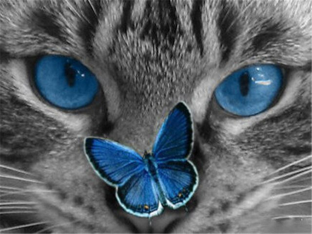 Anteprima del risultato finale del dipinto a diamante Gatto: Lo sguardo azzurro.