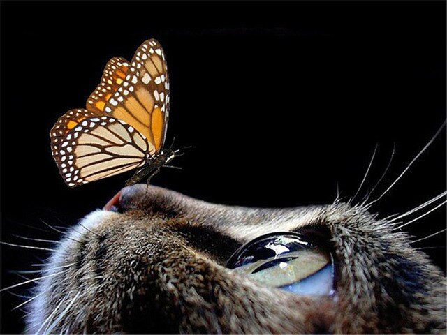 Anteprima del risultato finale del diamond painting Cat: The Sweet Encounter.