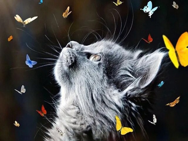 Anteprima del risultato finale del diamond painting Cat: Butterfly Reverie.