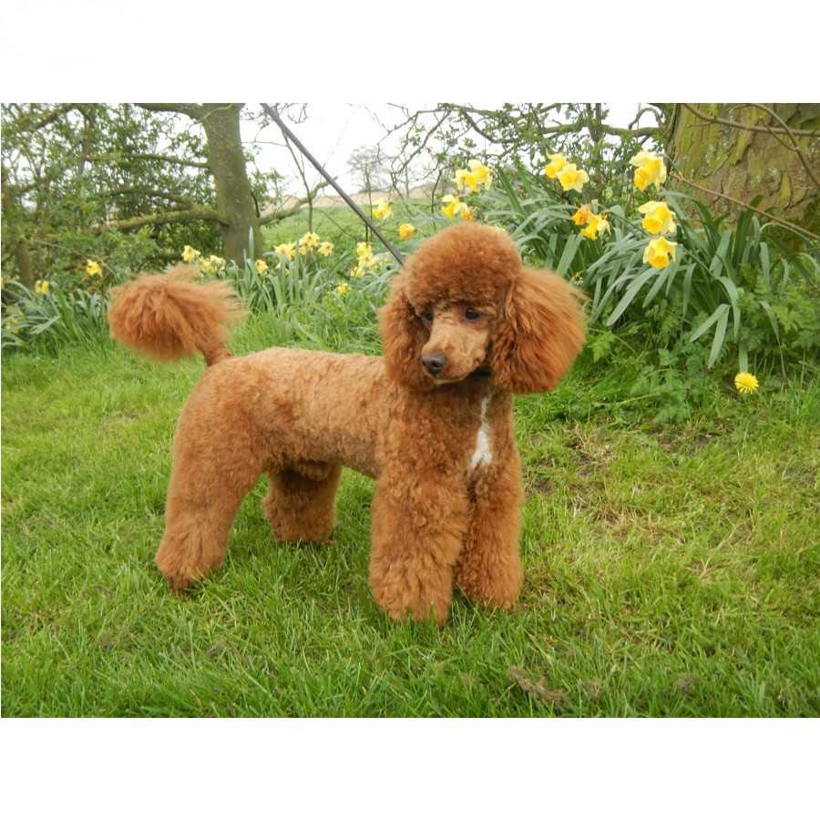 Anteprima del risultato finale del dipinto a diamante Barboncino albicocca in primavera.