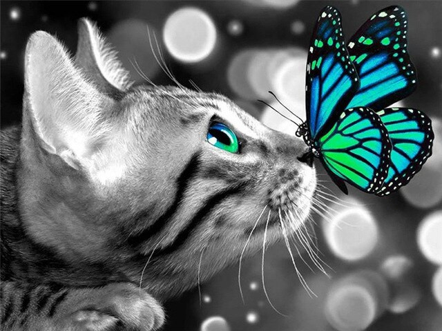 Anteprima del risultato finale del diamond painting Cat: The Butterfly's Kiss.