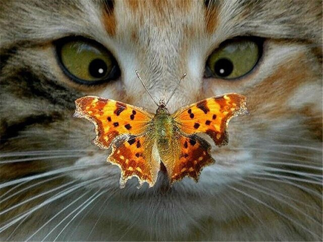 Anteprima del risultato finale del dipinto a diamante Gatto: La visita inaspettata.