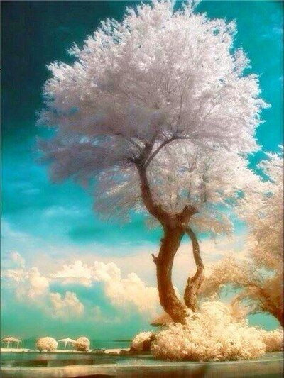 Aperçu du résultat final du diamond painting Paysage : L'Arbre de Nacre.