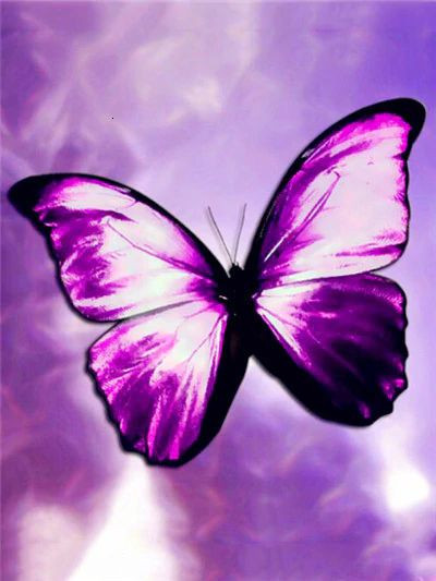 Aperçu du résultat final du diamond painting Papillon : Le Rêve Violet.