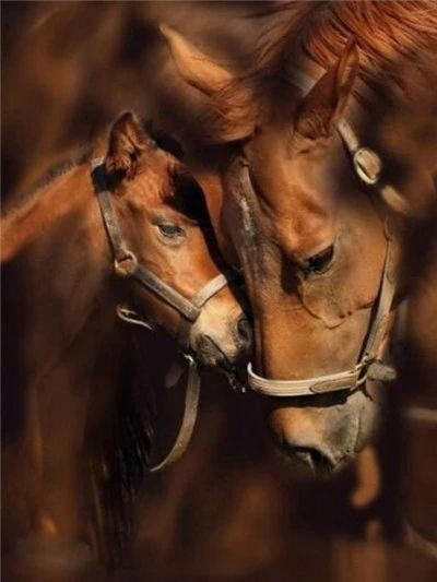 Anteprima del risultato finale del diamond painting Cavallo: Tenerezza Materna.