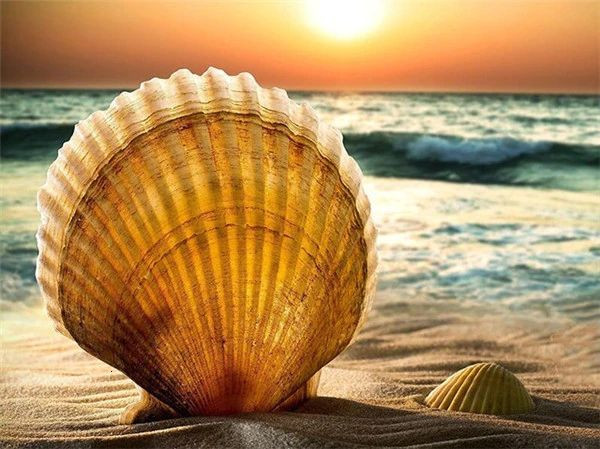 Aperçu du résultat final du diamond painting Beach Shell Series B.