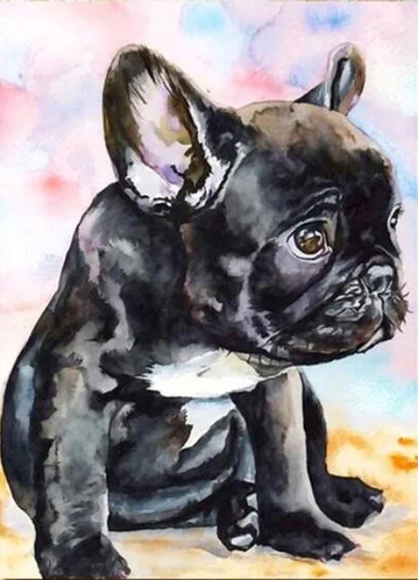 Aperçu du résultat final Bouledogue Francese Acquerello.