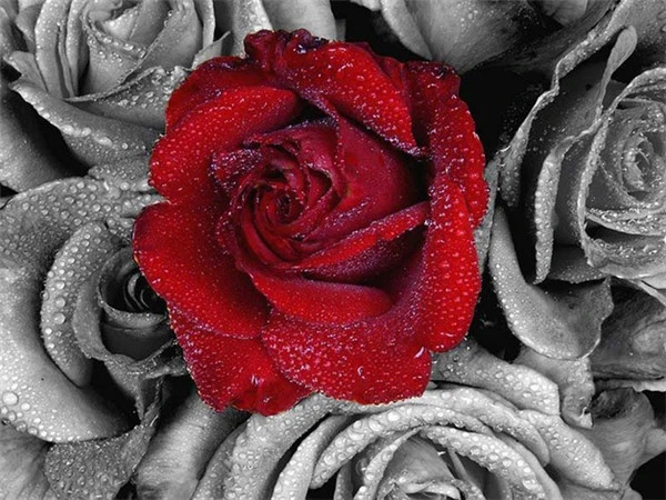 Aperçu du résultat final Rosa Scarlatta sotto la Pioggia Monocroma.